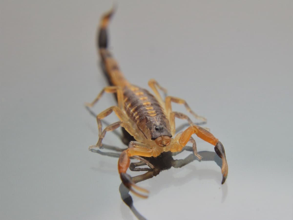 Alacranes — Centruroides