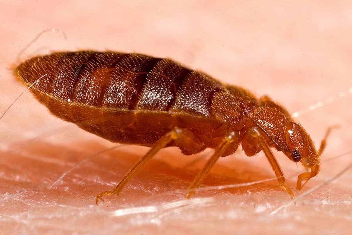 Chinches de cama — Cimex lectularius