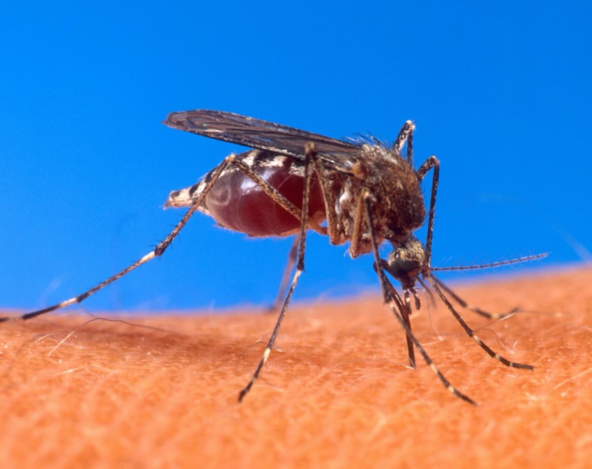Zancudos y mosca — Aedes, Culex y moscas domésticas