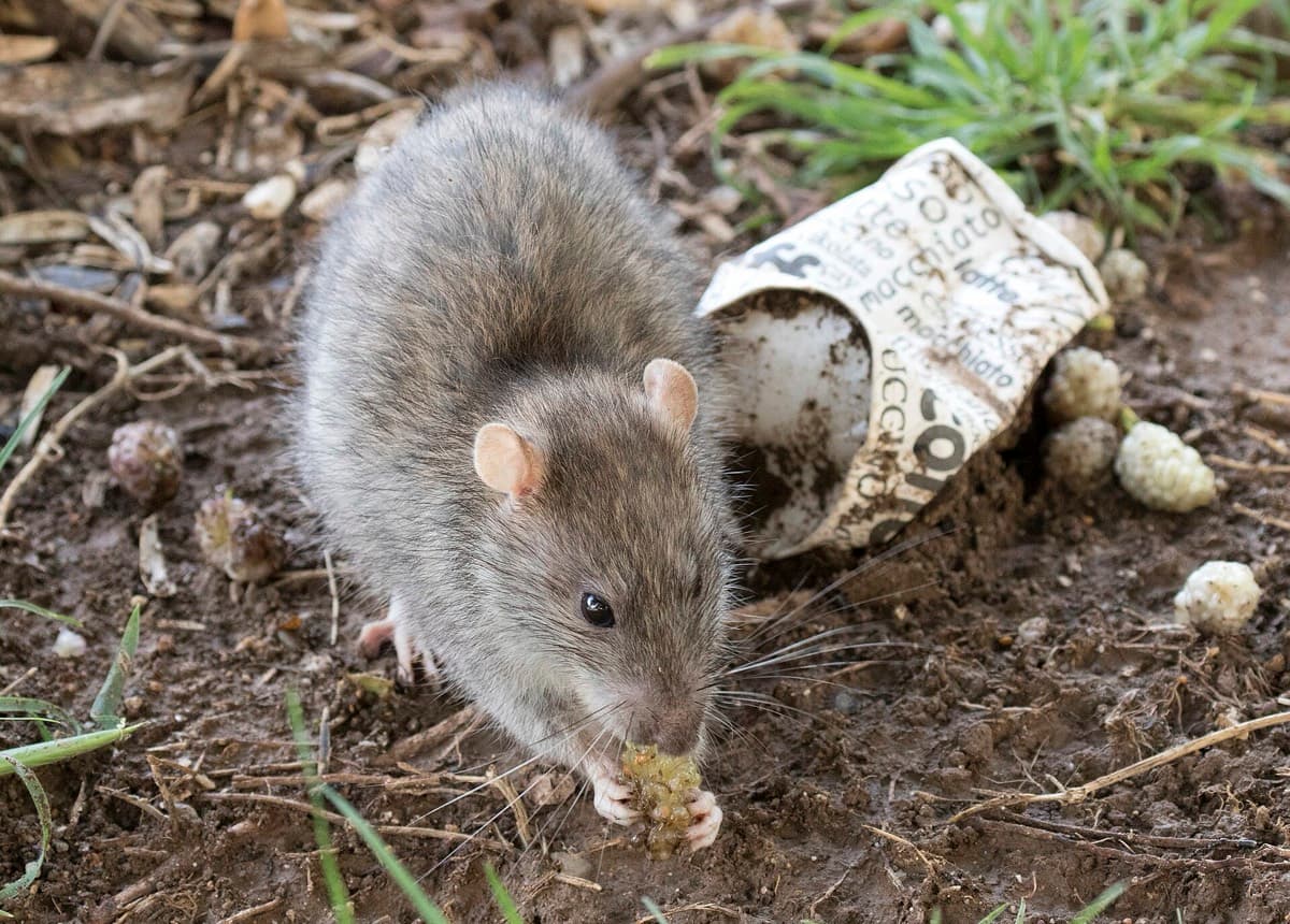 Roedores — Rata y ratón