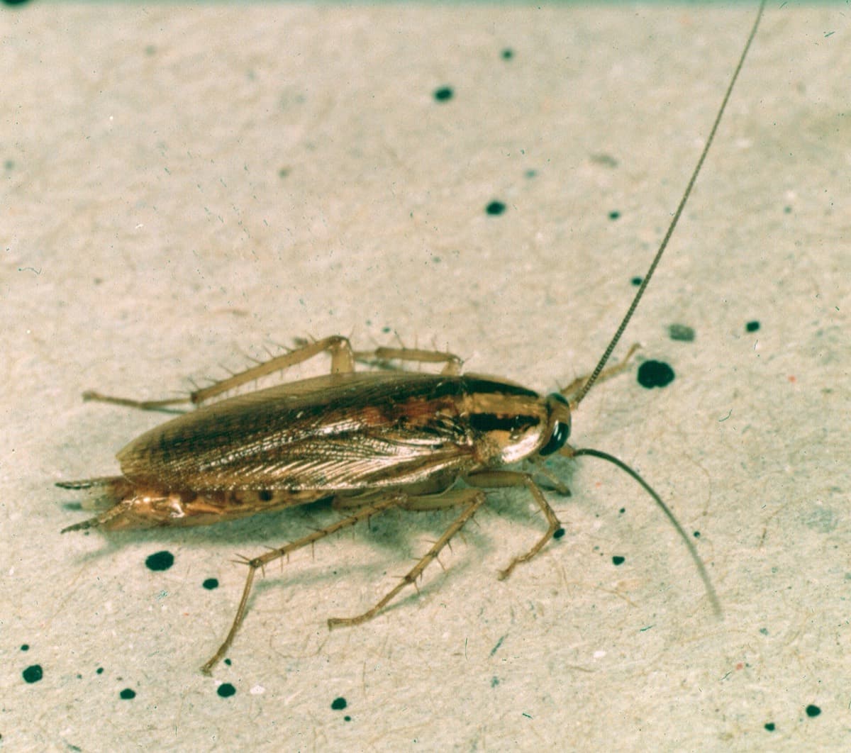 Tecuejo — Cucaracha alemana · Blattella germanica